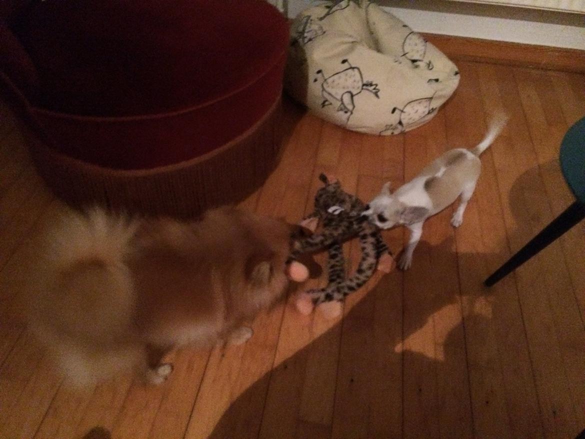 Pomeranian Naya Yasmin a.k.a. Naya billede 24