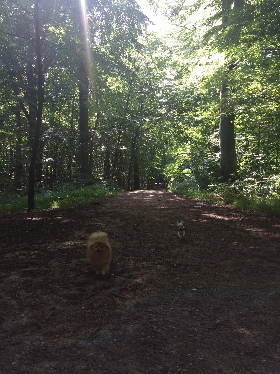 Pomeranian Naya Yasmin a.k.a. Naya billede 28