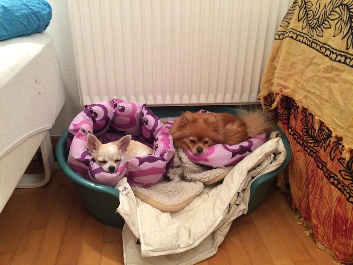 Pomeranian Naya Yasmin a.k.a. Naya billede 30