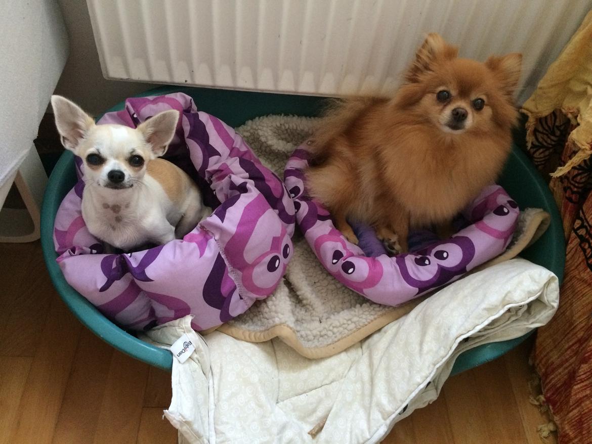 Pomeranian Naya Yasmin a.k.a. Naya billede 29