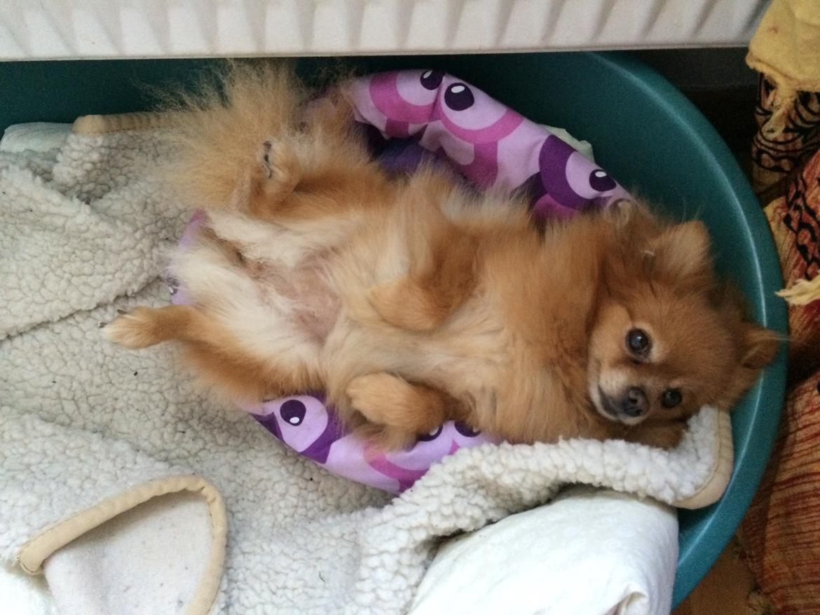 Pomeranian Naya Yasmin a.k.a. Naya billede 31