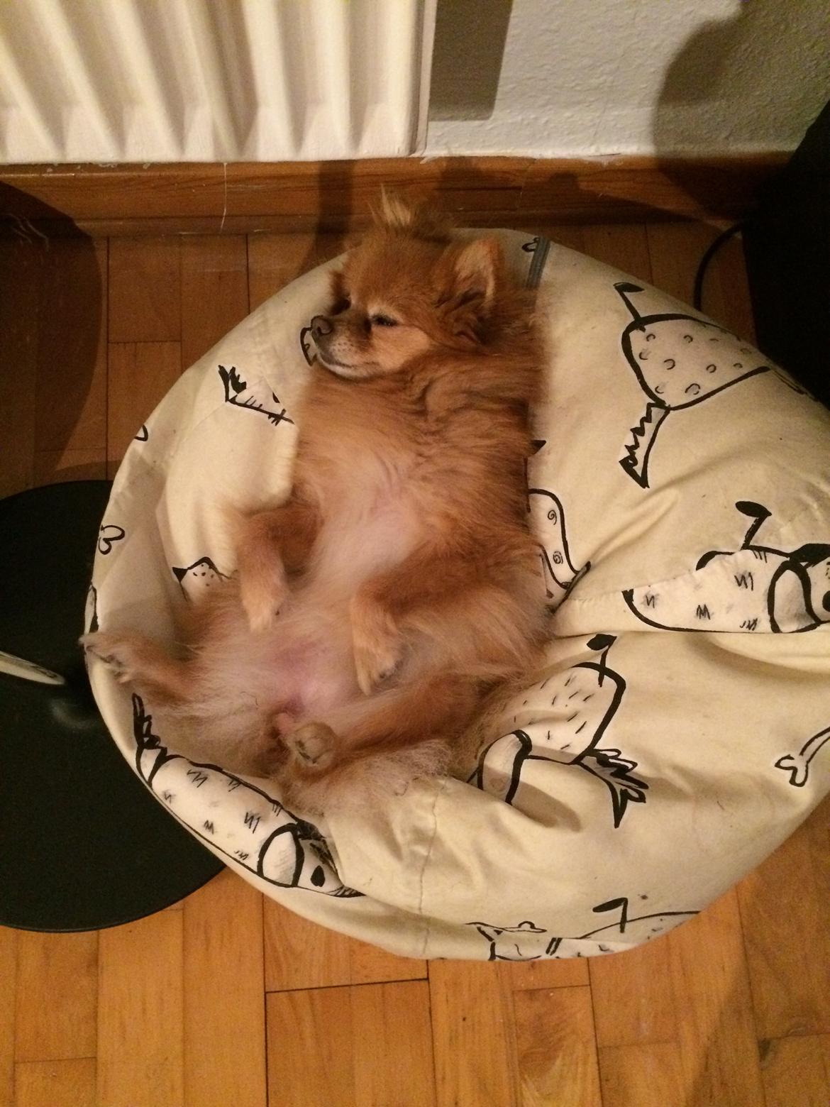 Pomeranian Naya Yasmin a.k.a. Naya billede 33