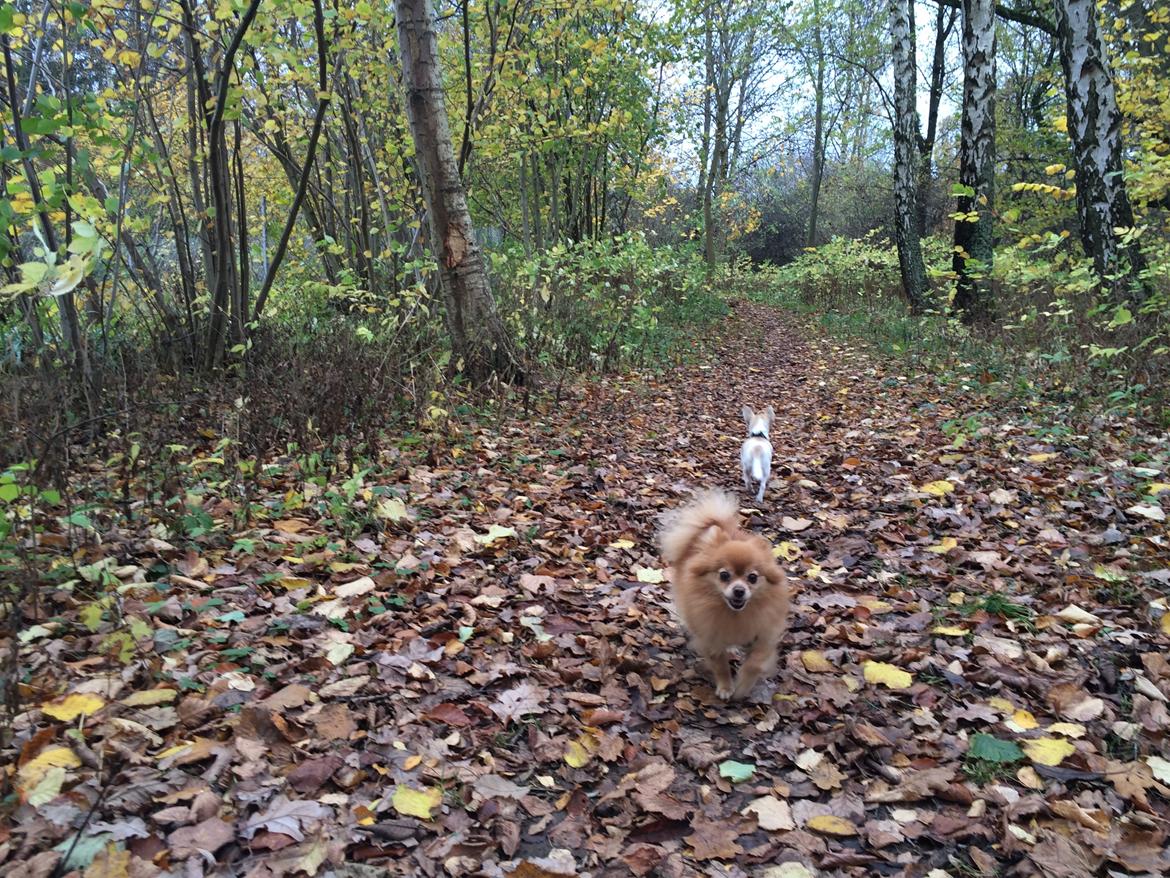 Pomeranian Naya Yasmin a.k.a. Naya billede 34