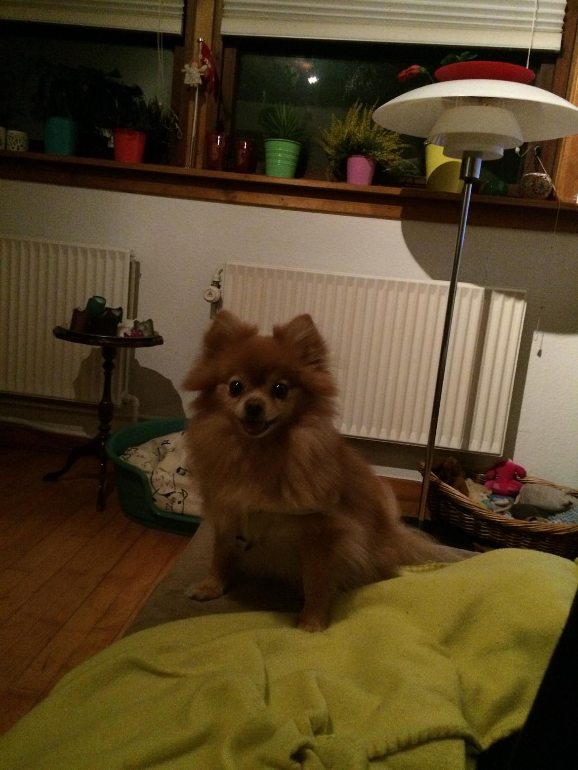 Pomeranian Naya Yasmin a.k.a. Naya billede 37