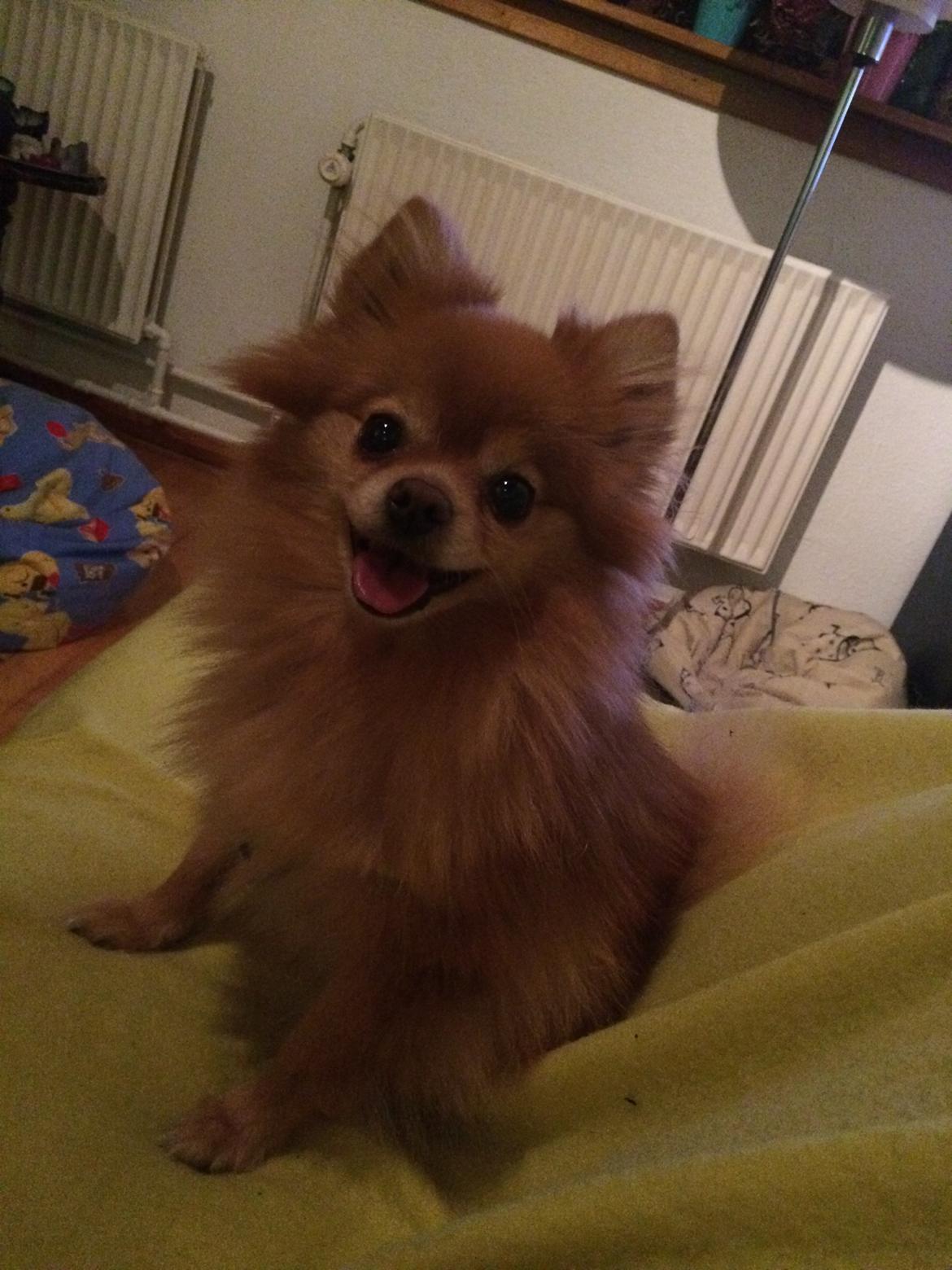 Pomeranian Naya Yasmin a.k.a. Naya billede 35