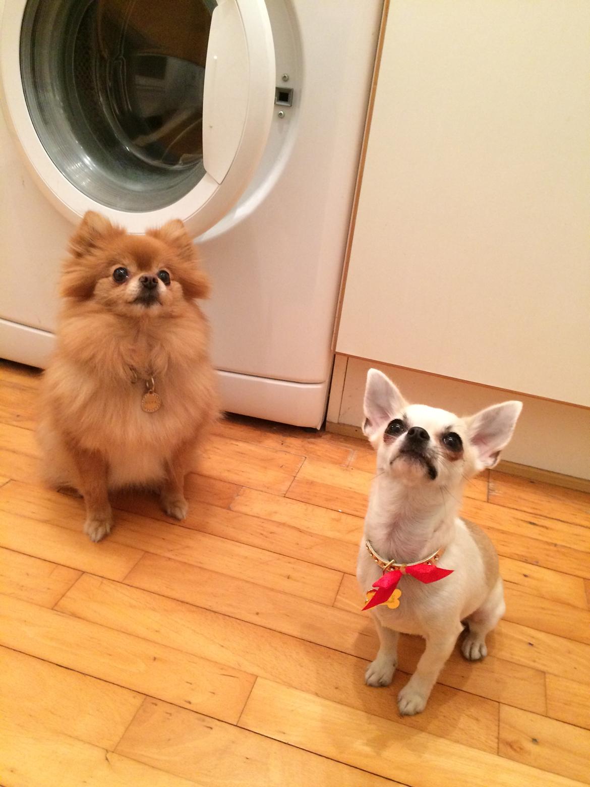 Pomeranian Naya Yasmin a.k.a. Naya billede 38