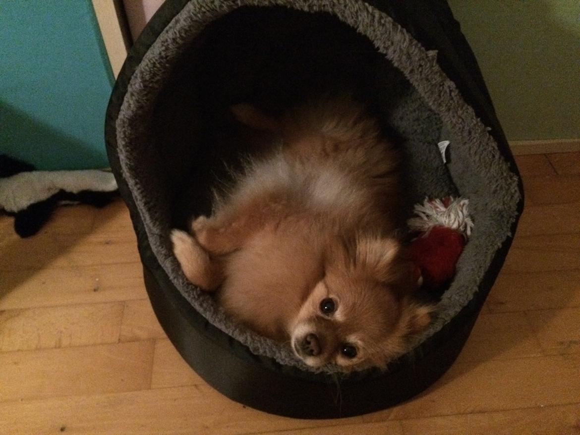 Pomeranian Naya Yasmin a.k.a. Naya billede 40