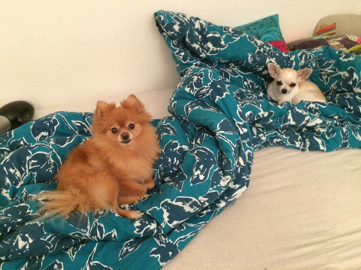 Pomeranian Naya Yasmin a.k.a. Naya billede 39