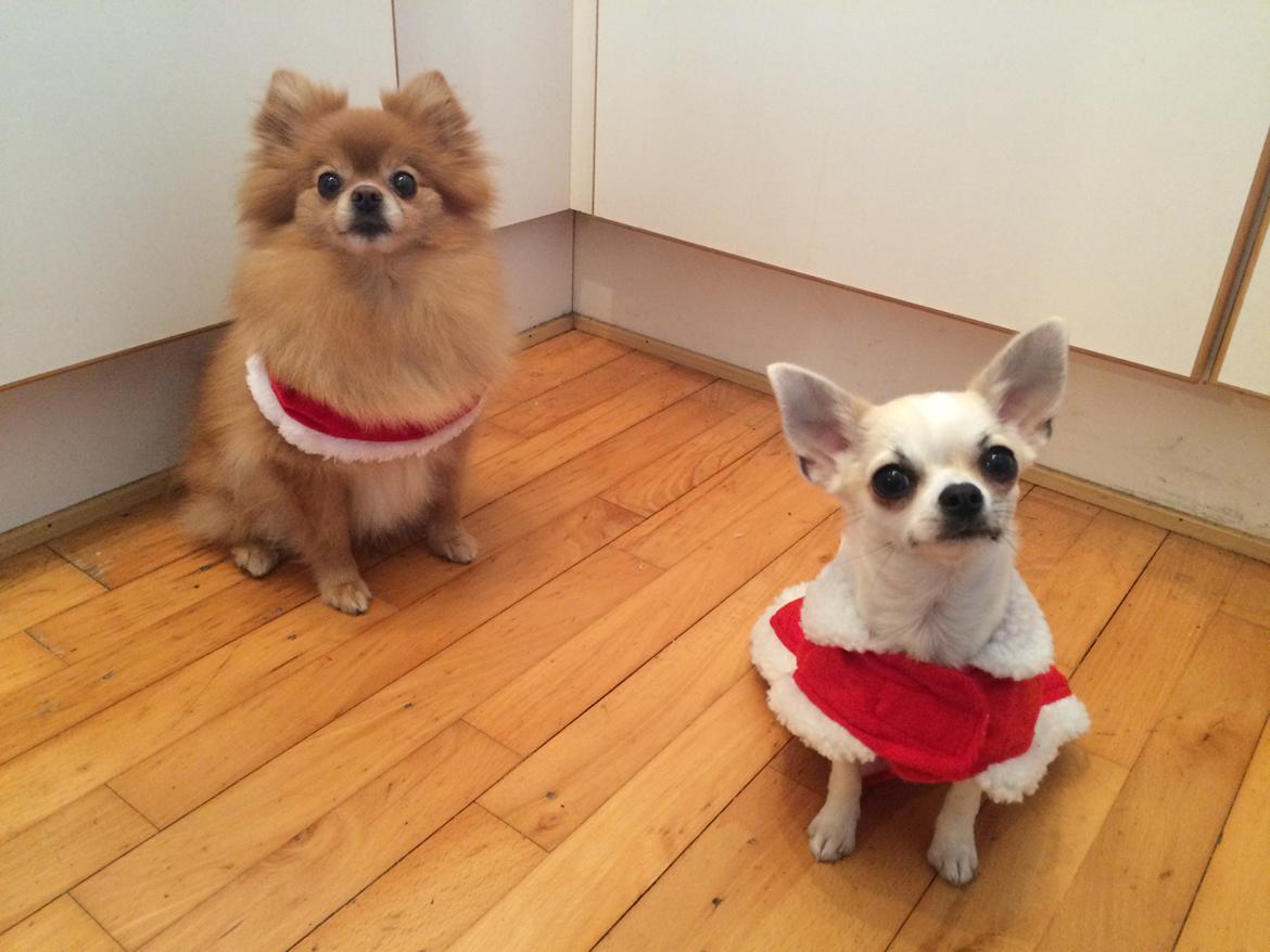 Pomeranian Naya Yasmin a.k.a. Naya billede 41