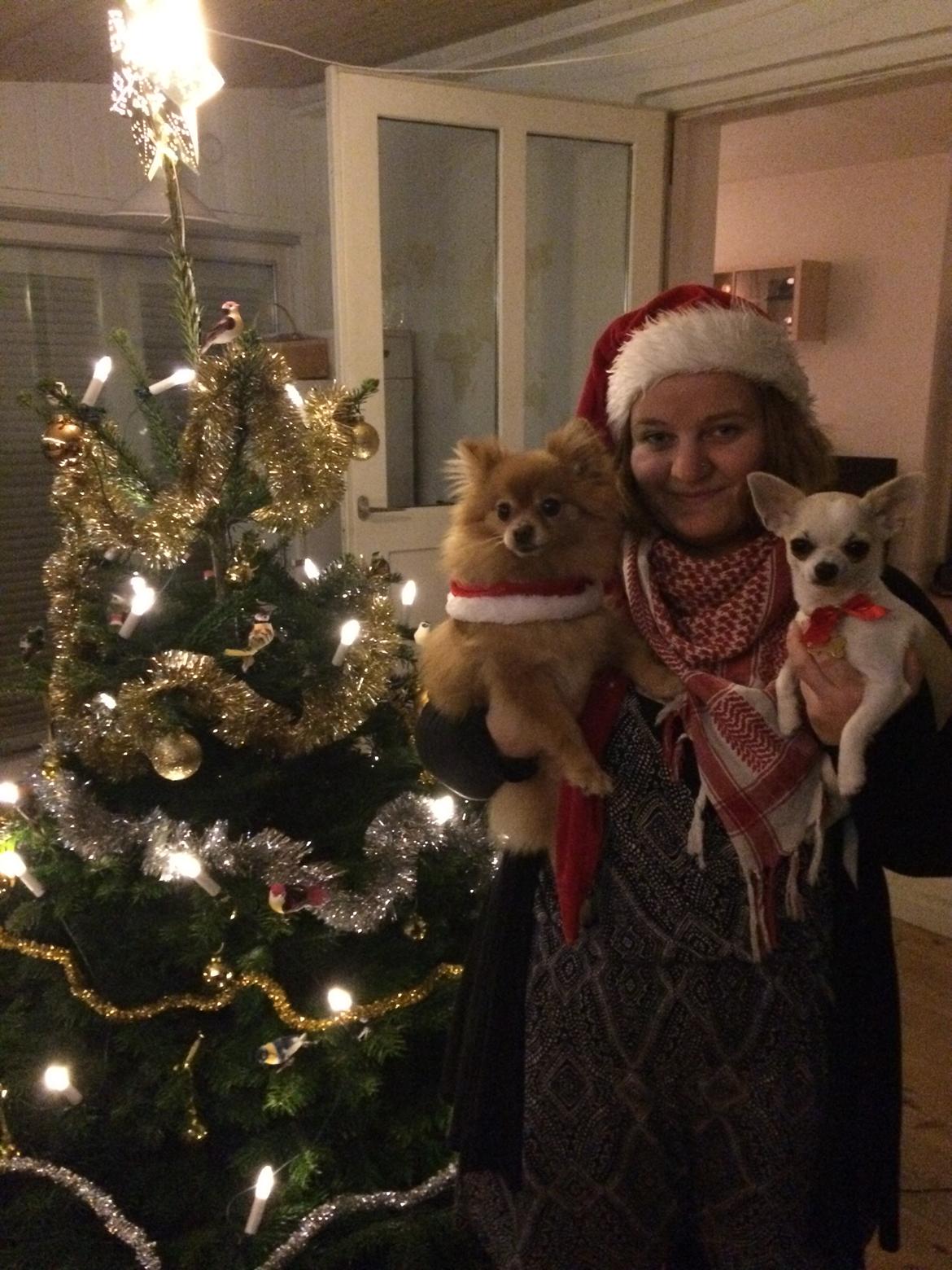 Pomeranian Naya Yasmin a.k.a. Naya billede 43