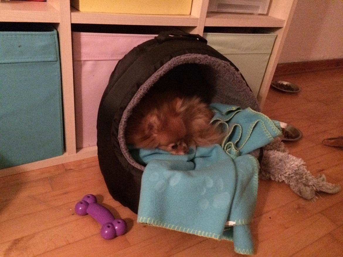 Pomeranian Naya Yasmin a.k.a. Naya billede 45