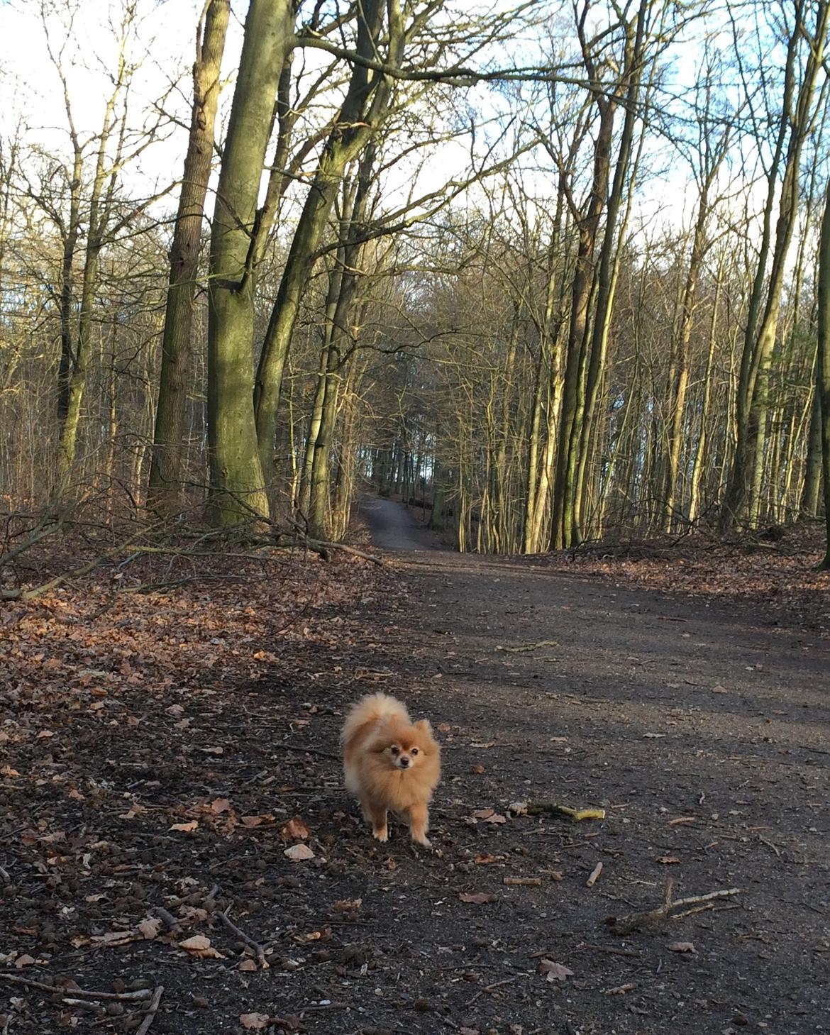 Pomeranian Naya Yasmin a.k.a. Naya billede 50