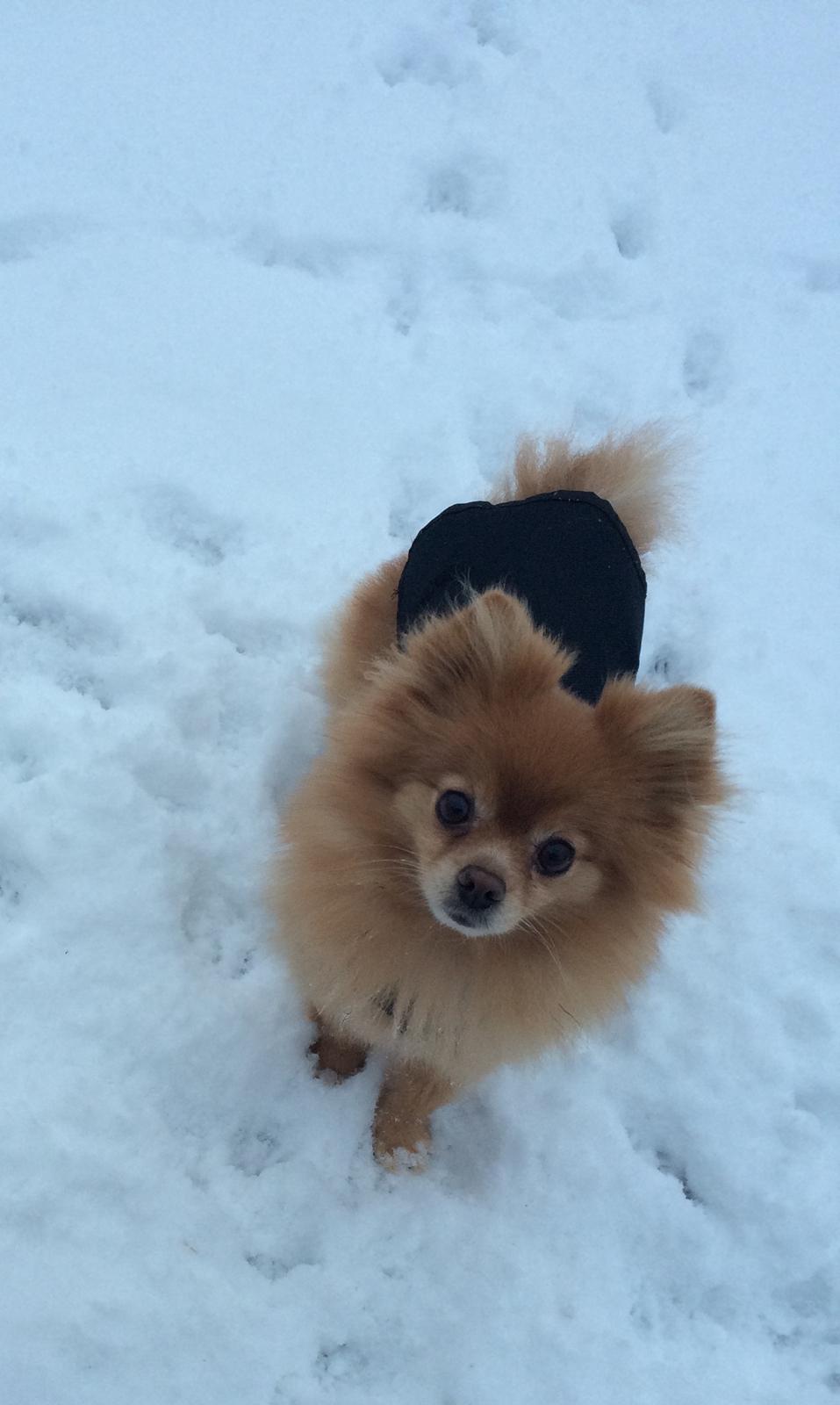 Pomeranian Naya Yasmin a.k.a. Naya billede 47