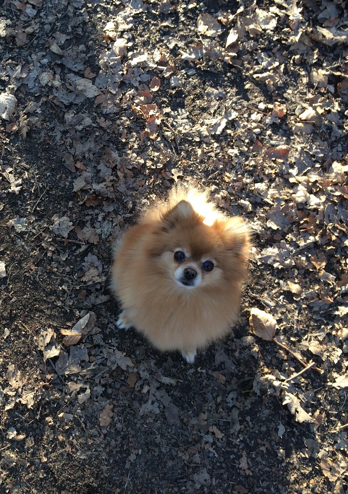 Pomeranian Naya Yasmin a.k.a. Naya billede 42