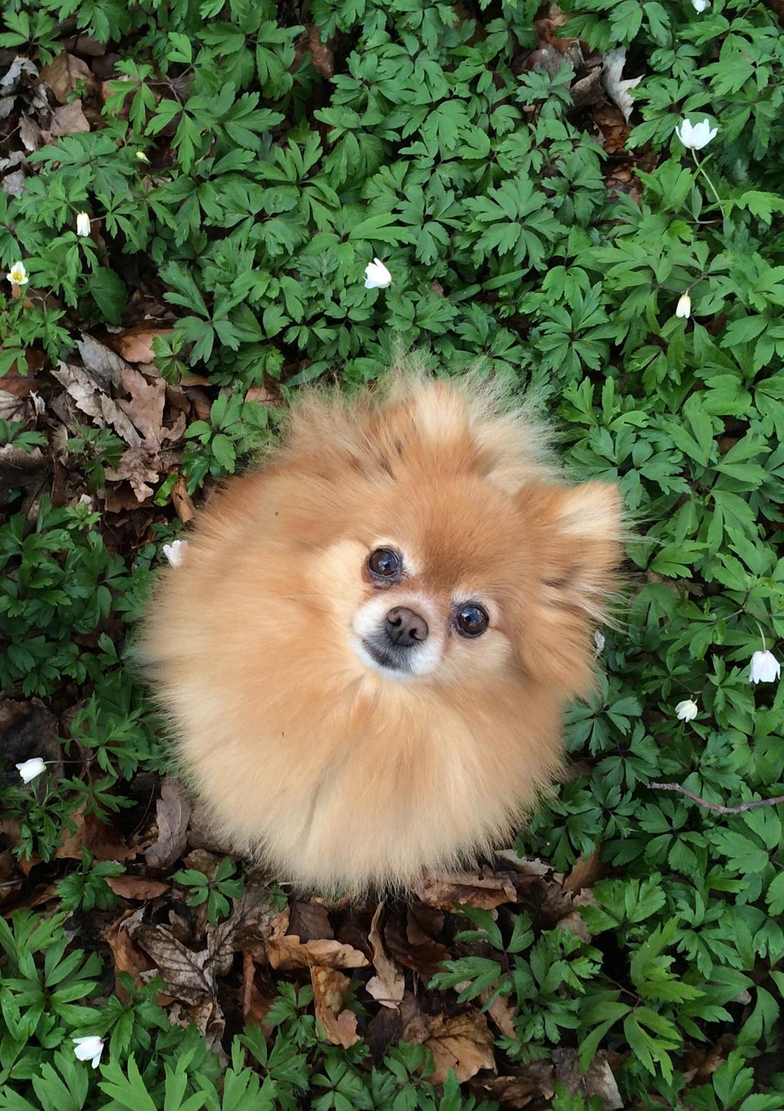 Pomeranian Naya Yasmin a.k.a. Naya - Min lille skovtrold ;)  billede 46