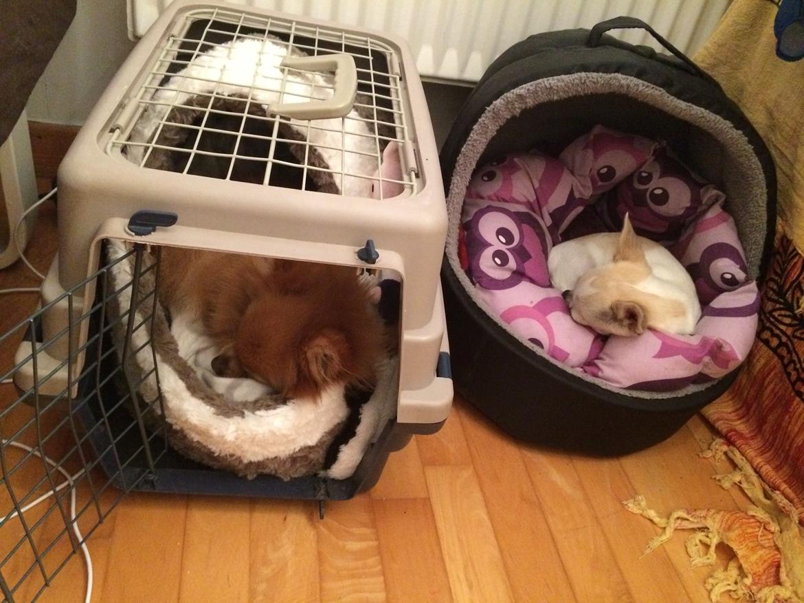 Pomeranian Naya Yasmin a.k.a. Naya billede 44