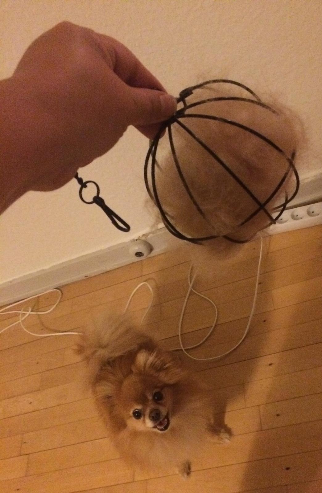 Pomeranian Naya Yasmin a.k.a. Naya billede 49