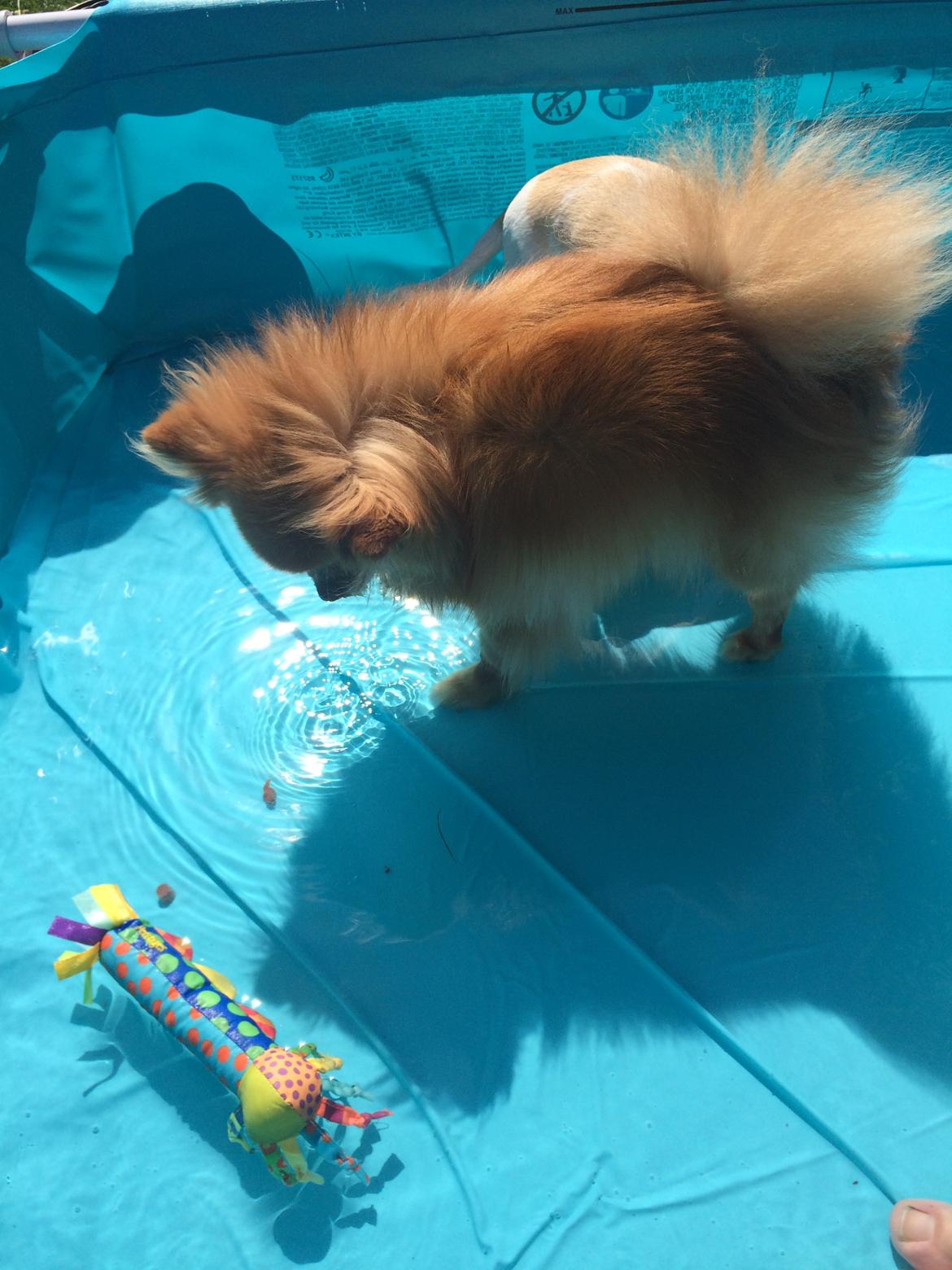 Pomeranian Naya Yasmin a.k.a. Naya - Det er også dejligt at bade i varmen ;)  billede 48