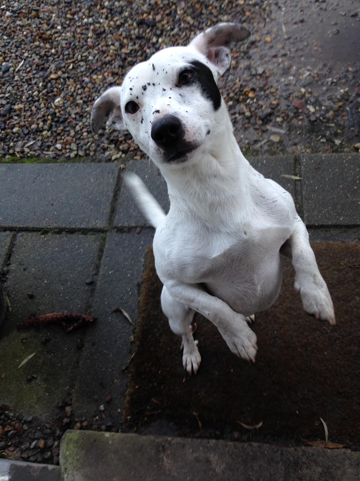 Jack russell terrier Jack Junior billede 2