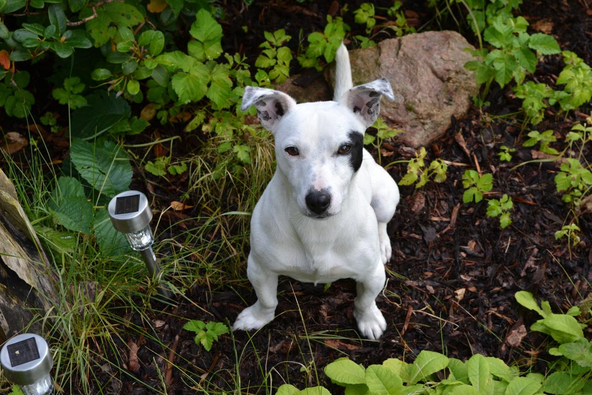 Jack russell terrier Jack Junior billede 4