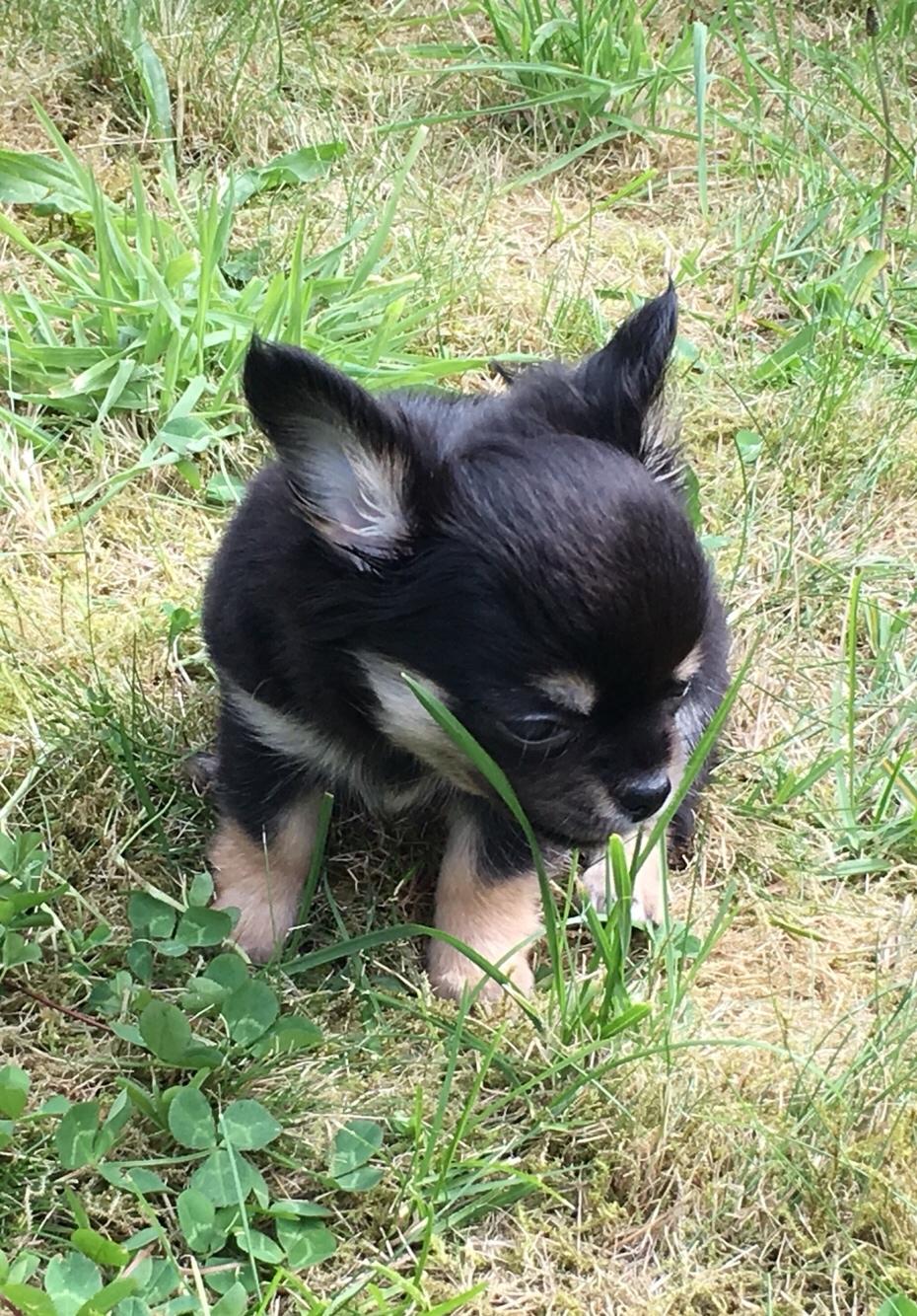 Chihuahua New Star Nova Be My Dream "Nova" billede 9