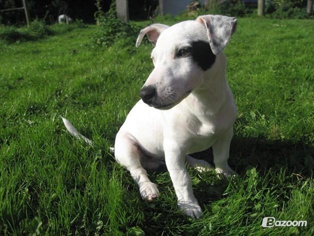 Jack russell terrier Jack Junior billede 6
