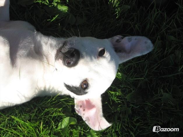 Jack russell terrier Jack Junior billede 3