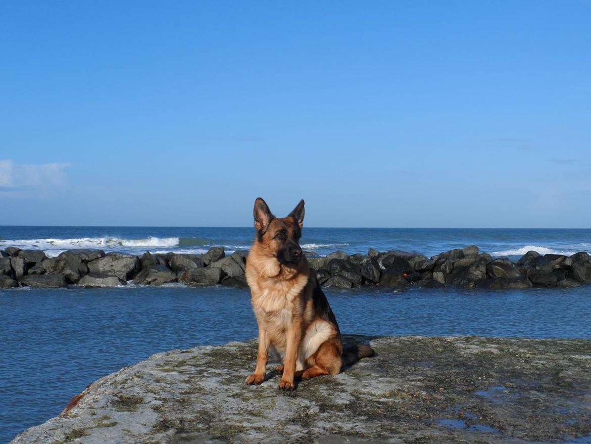 Schæferhund Joysie billede 1