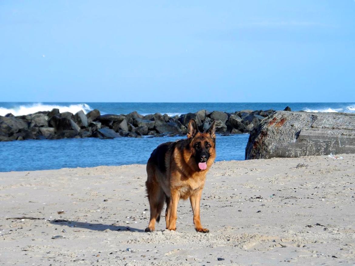 Schæferhund Joysie billede 2