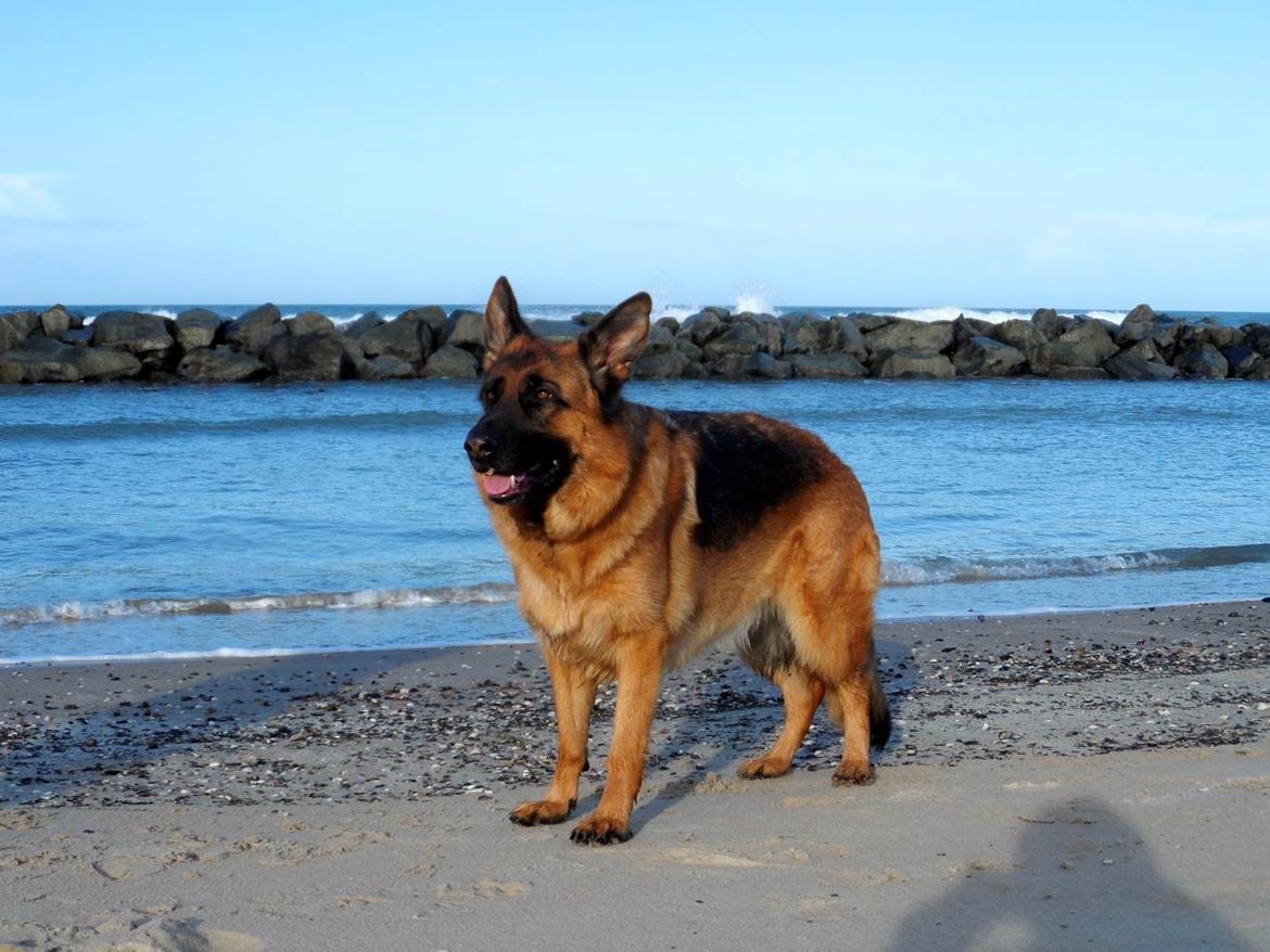 Schæferhund Joysie billede 3