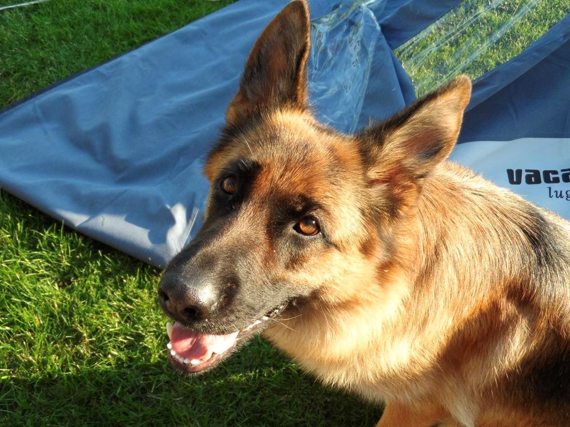 Schæferhund Joysie billede 4
