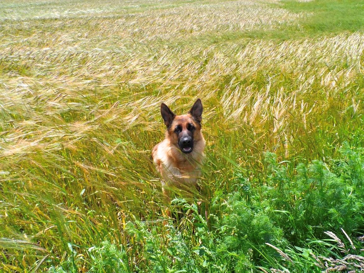 Schæferhund Joysie billede 5