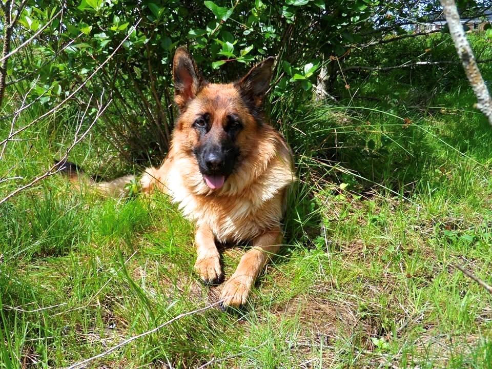 Schæferhund Joysie billede 6