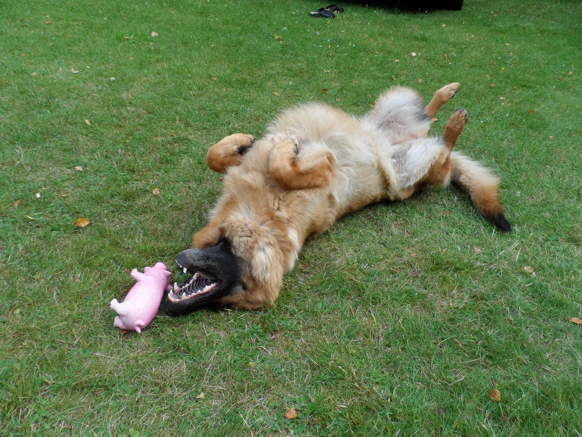 Schæferhund Joysie billede 7