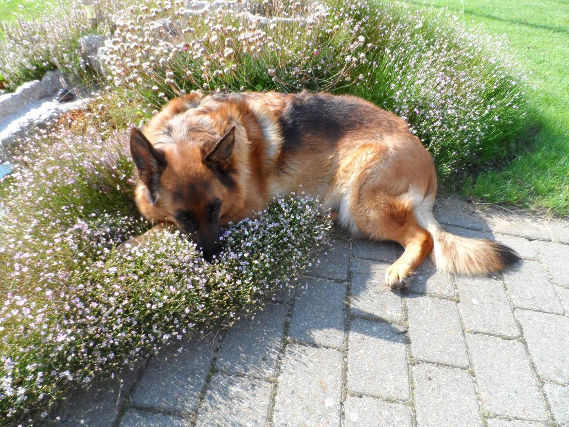 Schæferhund Joysie billede 8