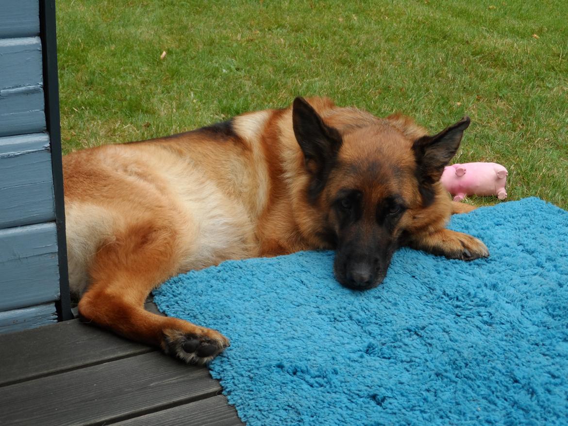 Schæferhund Joysie billede 9