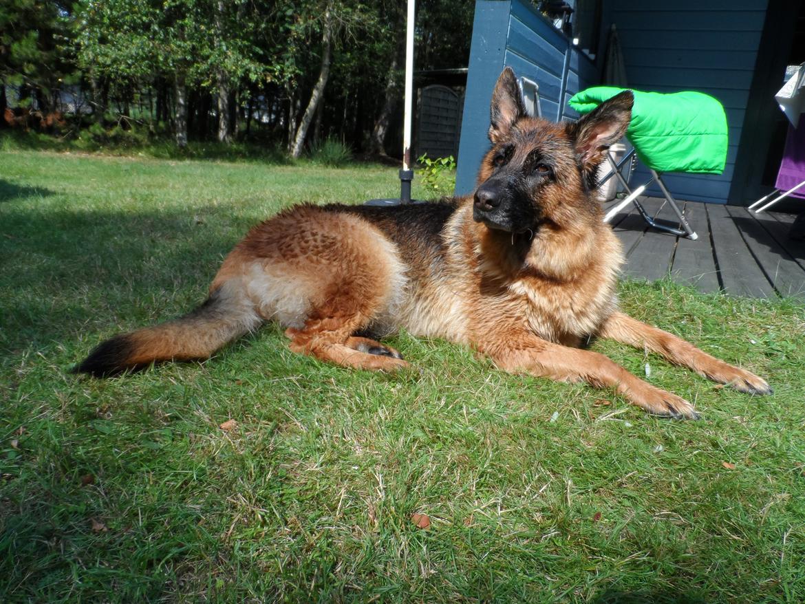 Schæferhund Joysie billede 10