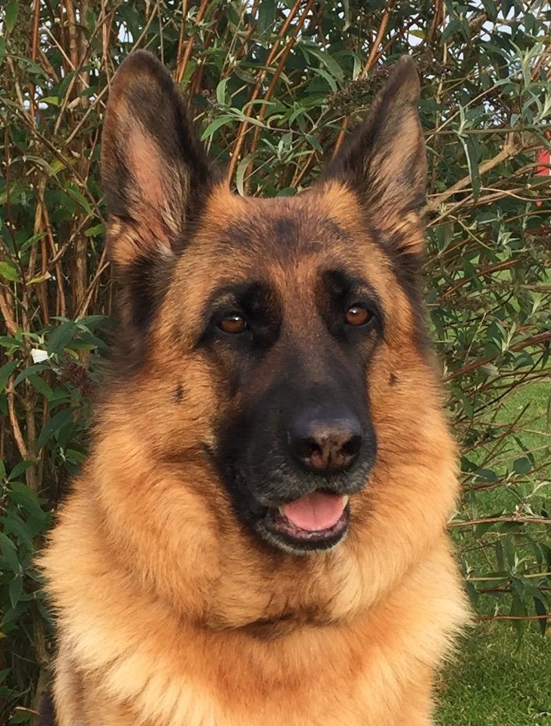 Schæferhund Joysie billede 11