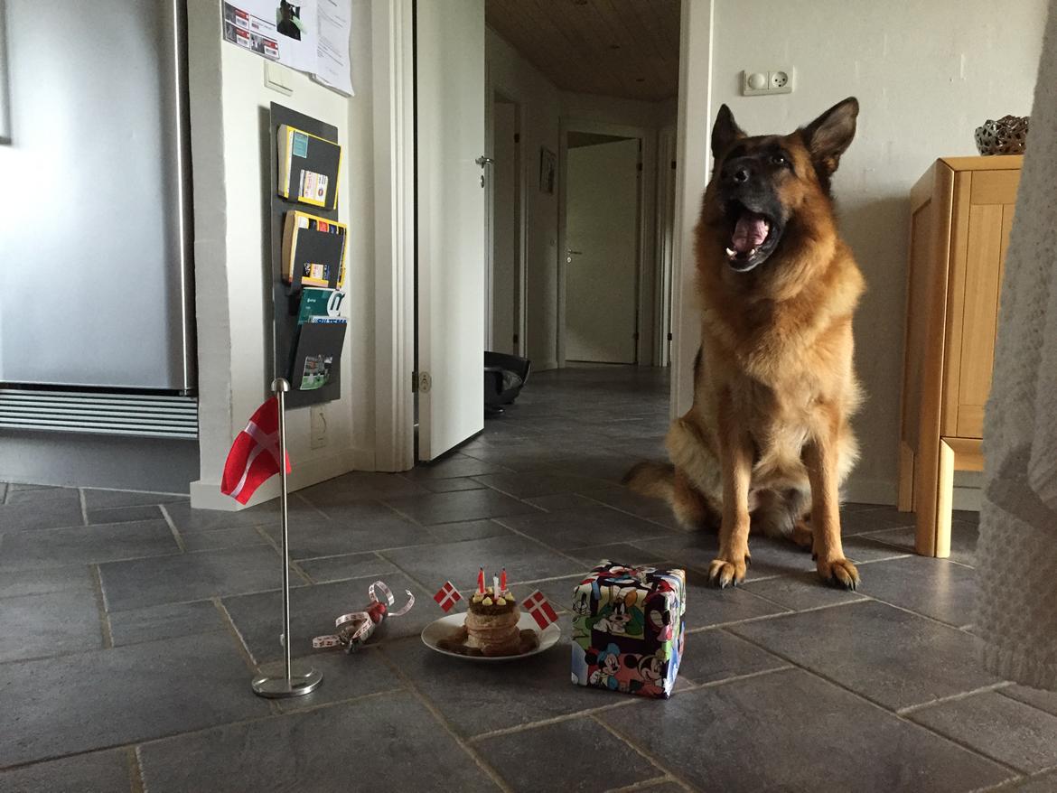 Schæferhund Joysie billede 12