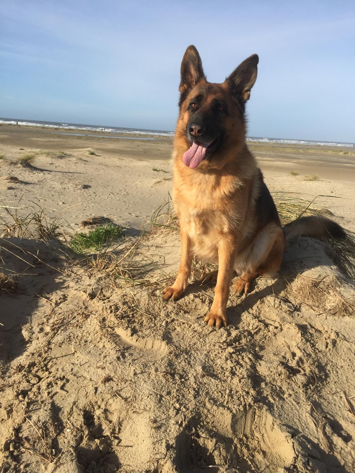 Schæferhund Joysie billede 13