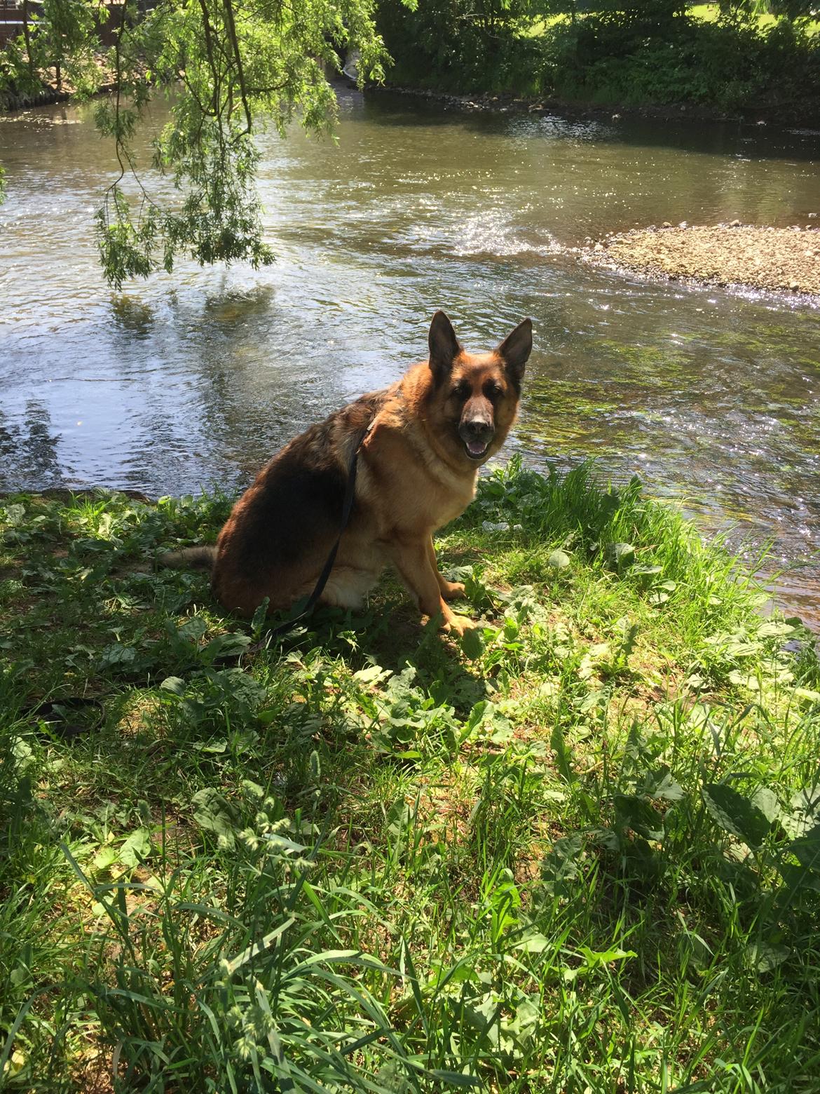 Schæferhund Joysie billede 14