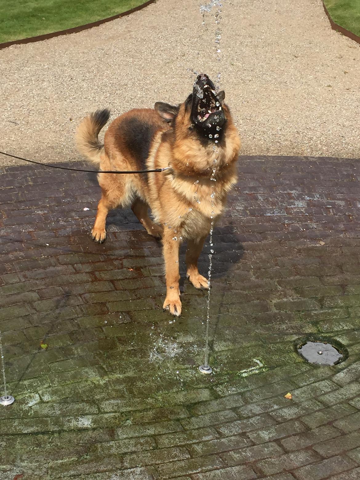 Schæferhund Joysie billede 15