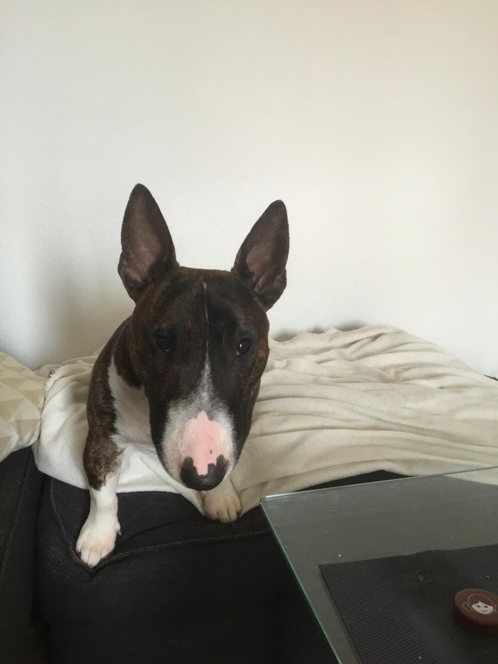 Bullterrier miniature Dolph billede 4