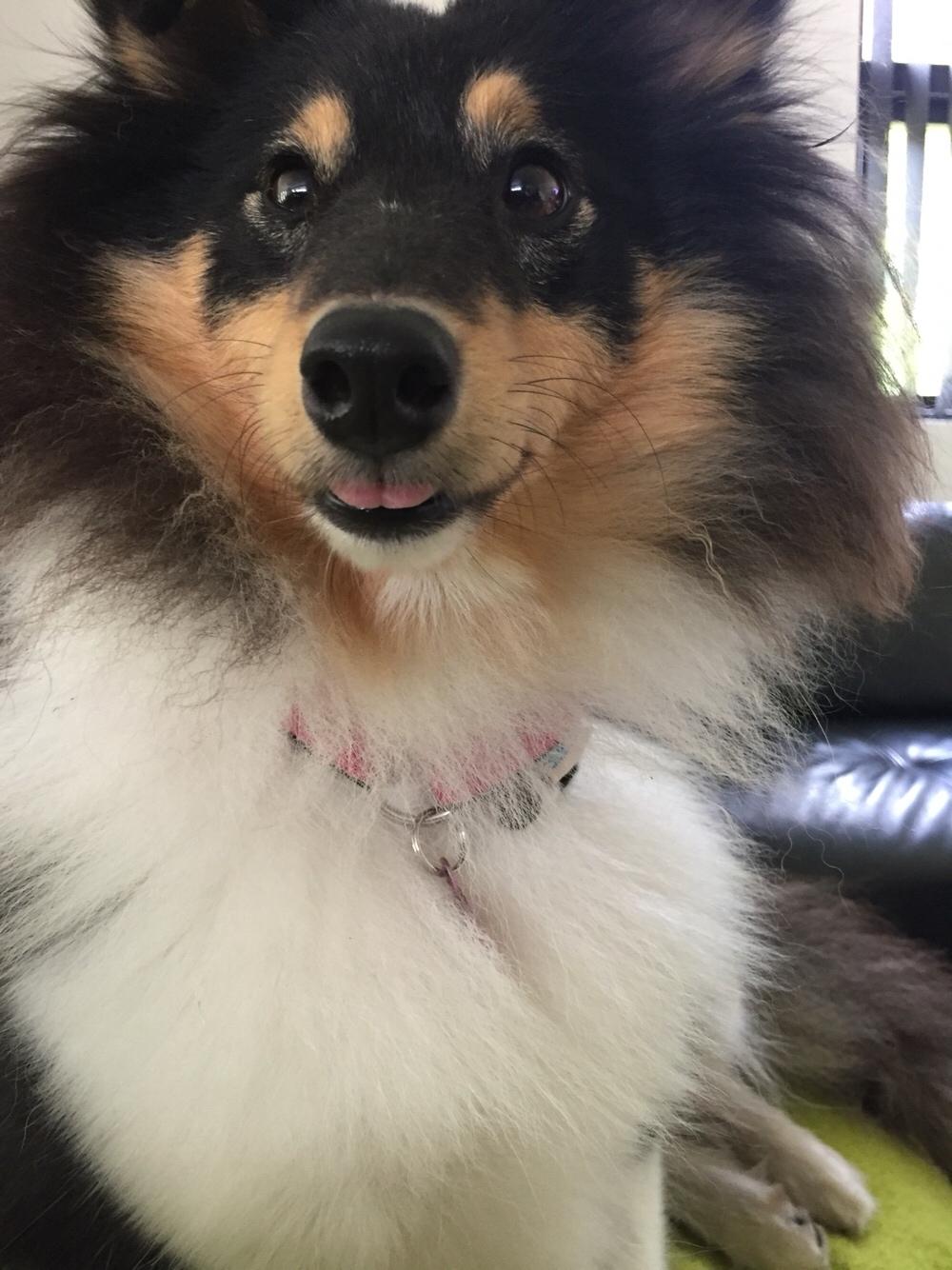 Shetland sheepdog Microgården's Zusie Q aka Esther billede 40