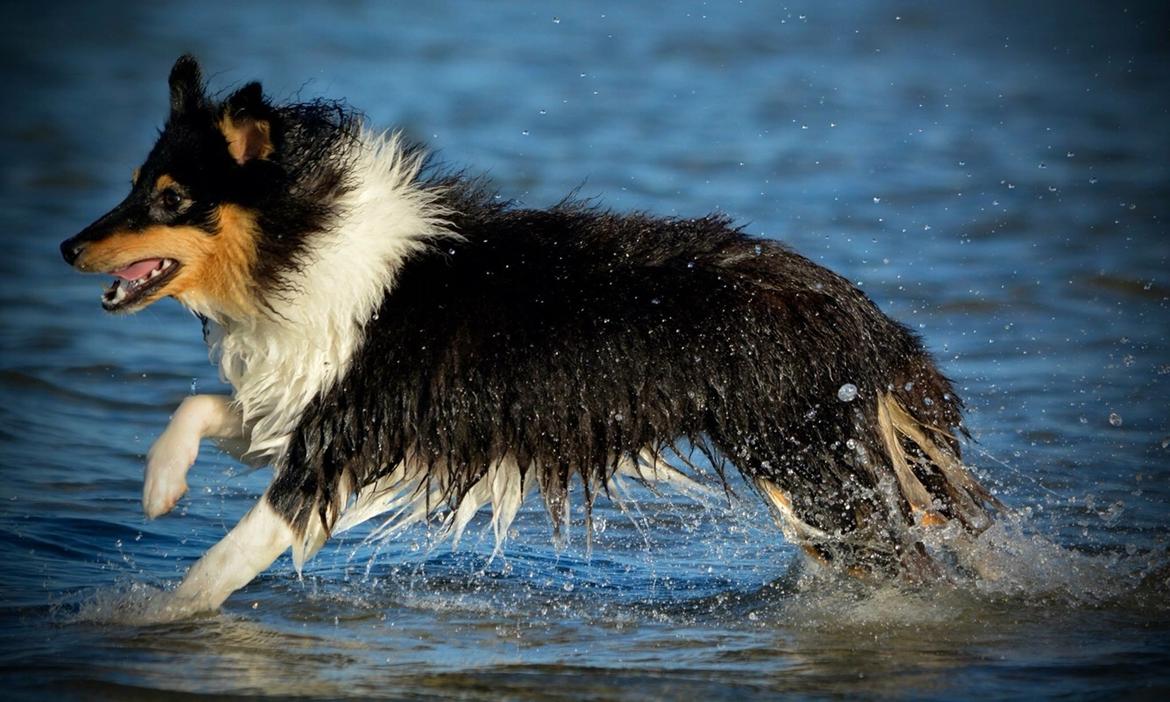 Shetland sheepdog Microgården's Zusie Q aka Esther billede 41