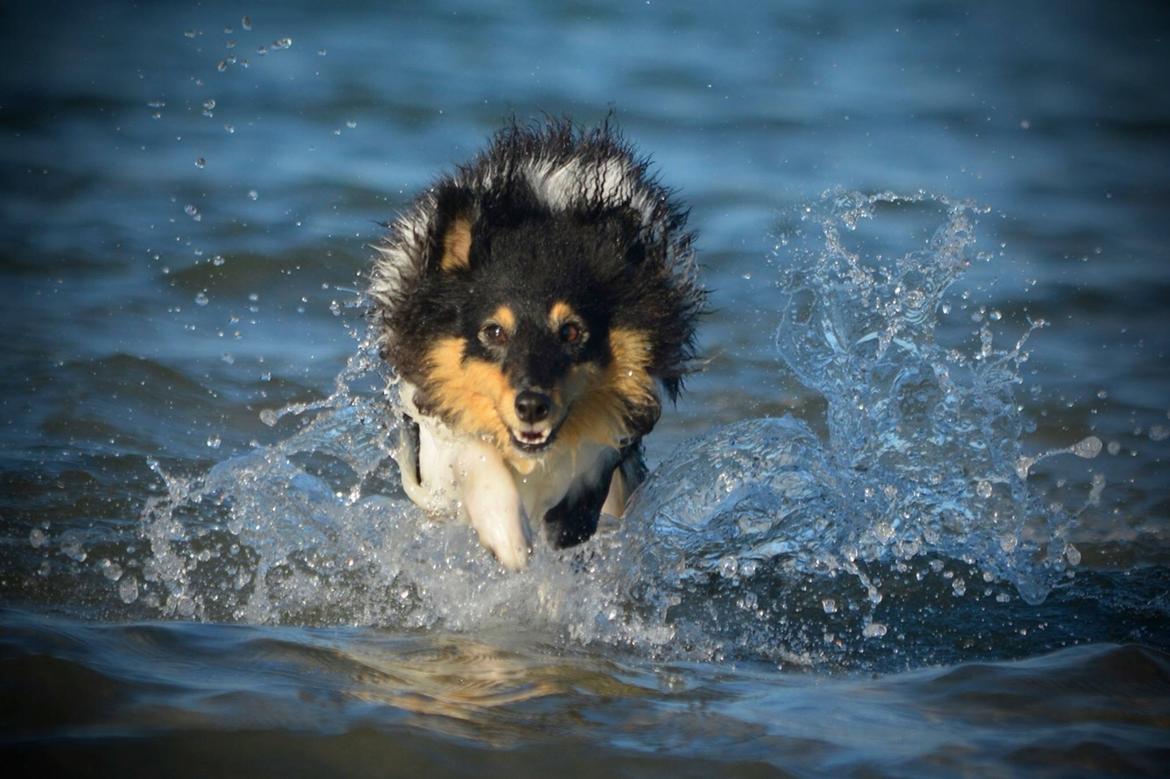 Shetland sheepdog Microgården's Zusie Q aka Esther billede 42