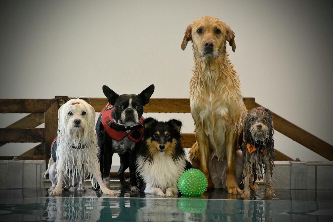 Shetland sheepdog Microgården's Zusie Q aka Esther billede 43