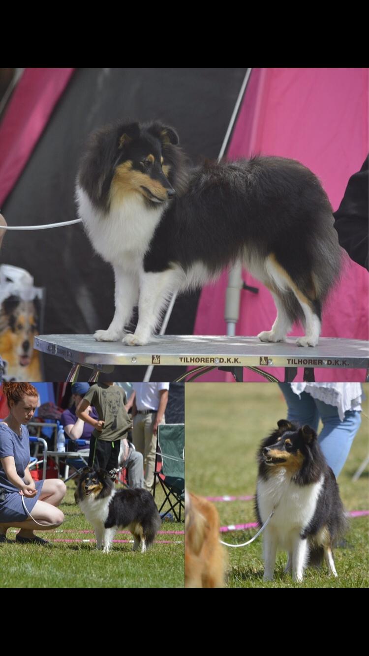 Shetland sheepdog Microgården's Zusie Q aka Esther billede 45