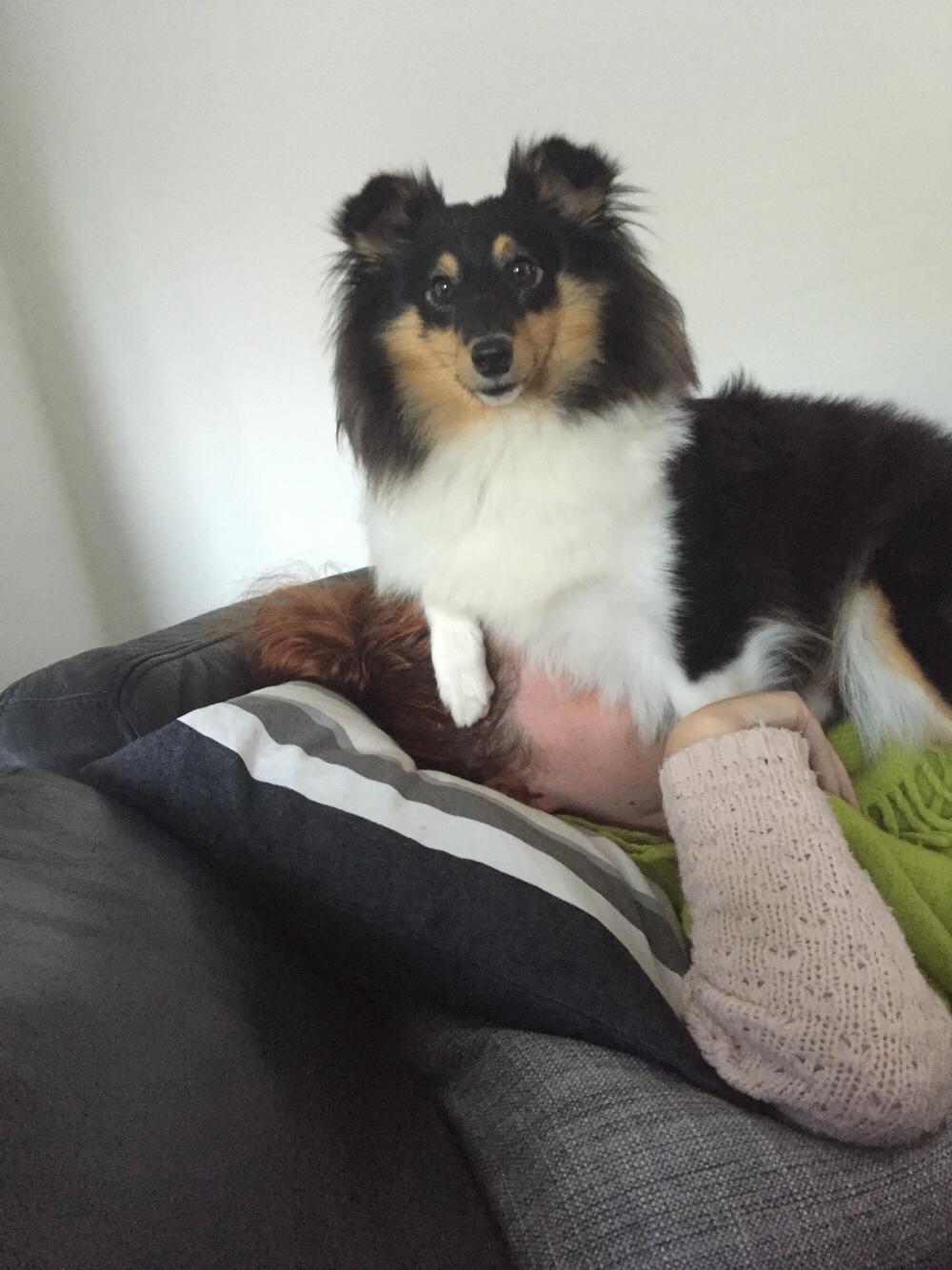 Shetland sheepdog Microgården's Zusie Q aka Esther billede 44