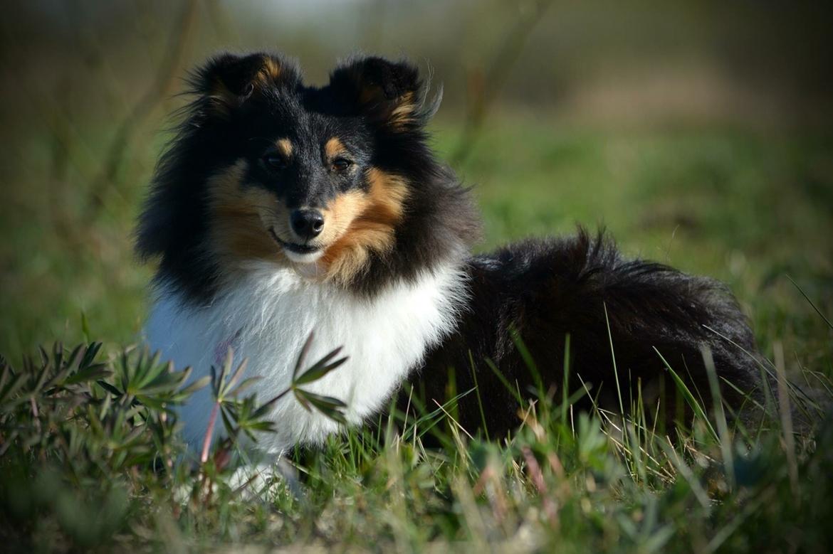 Shetland sheepdog Microgården's Zusie Q aka Esther billede 46